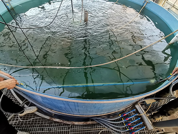 MBR膜處理養殖污水應用