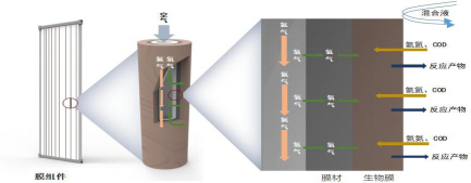 水產養殖尾水處理,IOSBR新技術突破
